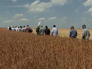 des agriculteurs au milieu d'un champ à  Horion Hozémont