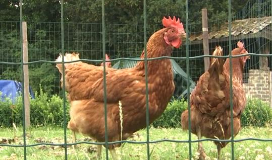 La grippe aviaire de retour en Basse Meuse