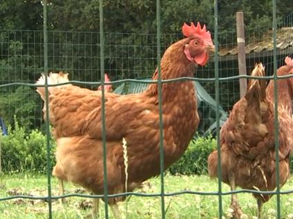 Un nouveau foyer de grippe aviaire à Herstal