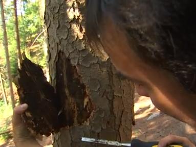 Les épicéas attaqués par les scolytes