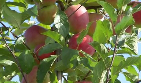 Saveurs de chez nous : Les jus de pommes Biloba 