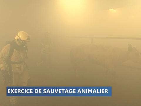Liège: des pompiers s'entraînent au sauvetage animalier 