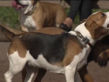 Liège : Le bien-être animal au centre des préoccupations 