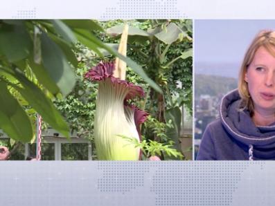 Notre invitée du JT nous parle de la plus grande « fleur-cadavre » du Monde à Liège !