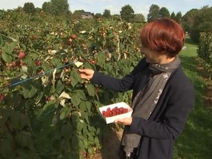 Pleine saison pour la framboiseraie de Marneffe !