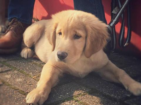 Qui pour accueillir des chiots futurs chiens-guides ?