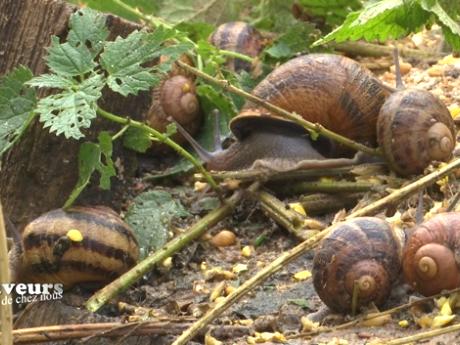 Saveurs de chez nous : Les escargots de Geer