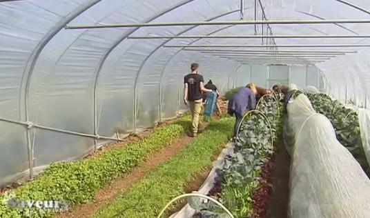 Saveurs de chez nous : les légumes cultivés en agro-écologie