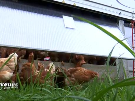 Saveurs de chez nous : Poulailler mobile de "Coquettes aux Près" à Sprimont