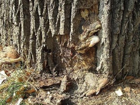 Parc de la Boverie : un arbre fortement détérioré sera enlevé d'ici mercredi
