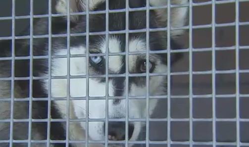 Animaux : ne les abandonnez pas pendant les vacances ! 