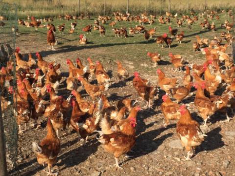 Un abattoir artisanal de volailles pour les producteurs de la région 