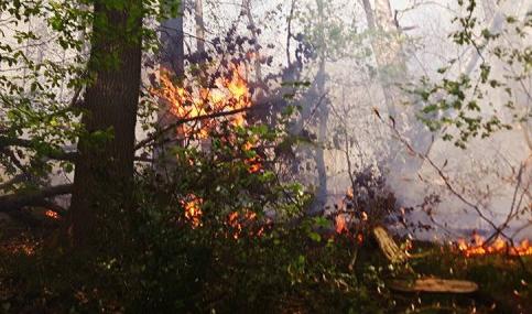 Wanze : plusieurs hectares de bois détruits par le feu