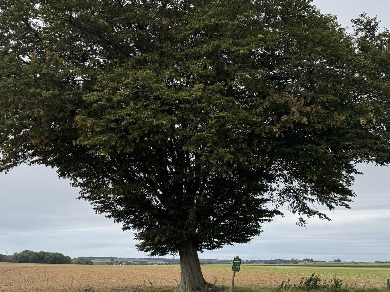 Wanze : les arbres remarquables pour les Journées du Patrimoine