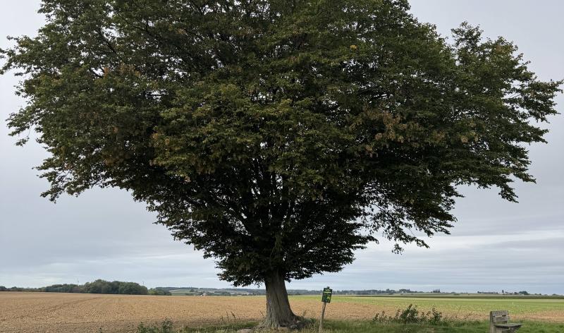 Wanze : les arbres remarquables pour les Journées du Patrimoine