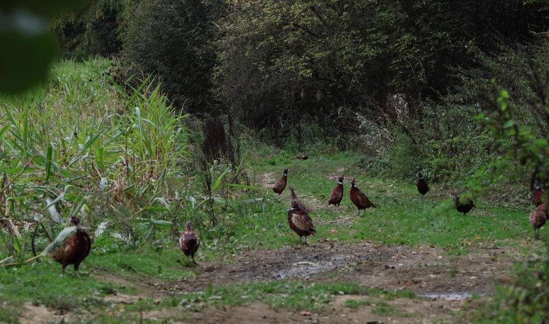 À Clavier, les habitants ne comptent plus les faisans et les canards… mais leurs cadavres