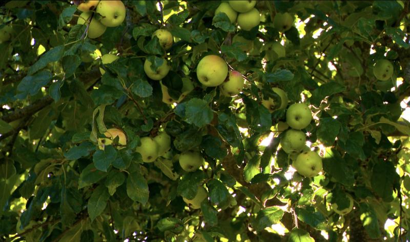 Des fruits à cueillir au verger communal de Clavier