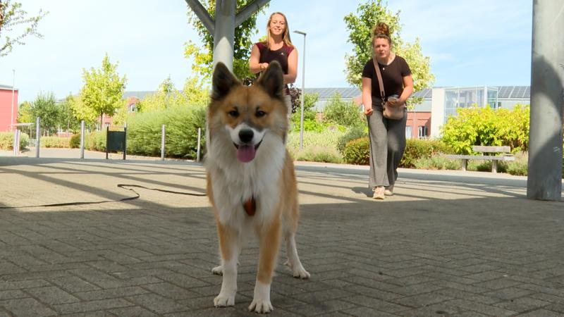 Avec Floki, la promenade devient un vrai travail d’équipe