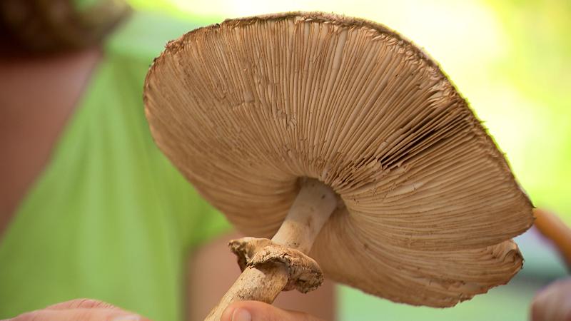 Sécheresse : les champignons se font rares dans nos forêts