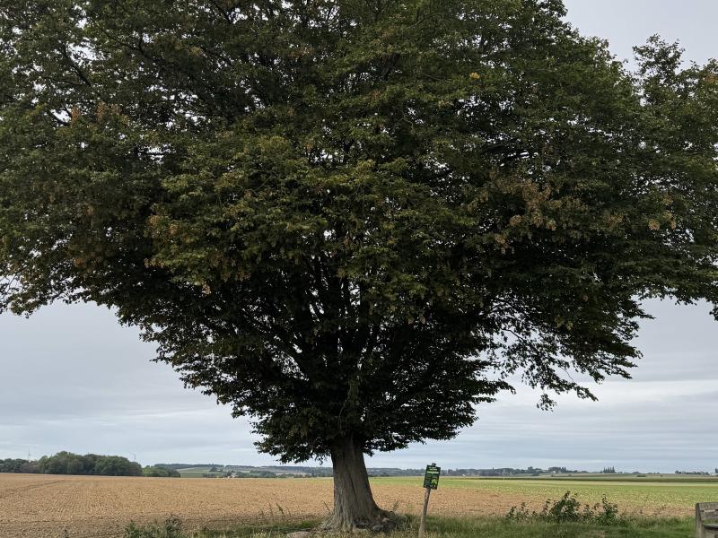 Wanze : les arbres remarquables pour les Journées du Patrimoine