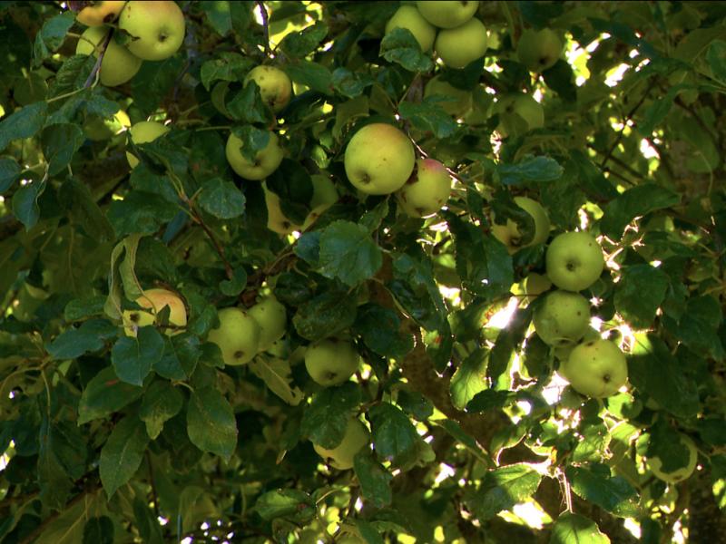 Des fruits à cueillir au verger communal de Clavier