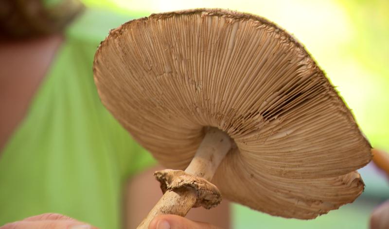 Sécheresse : les champignons se font rares dans nos forêts
