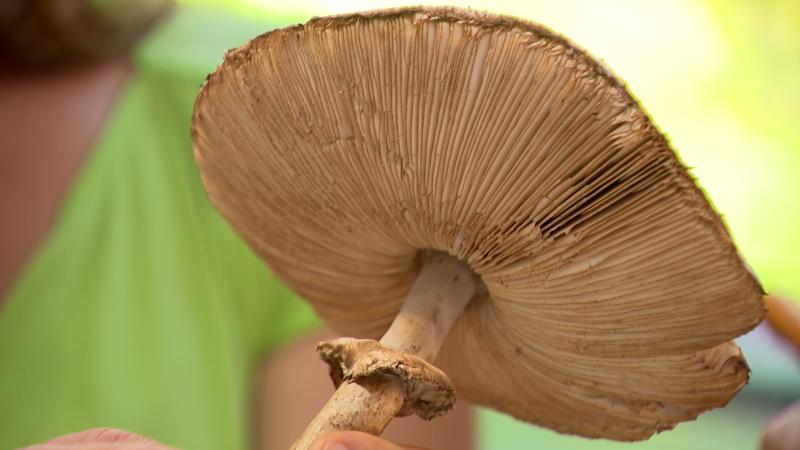 Sécheresse : les champignons se font rares dans nos forêts