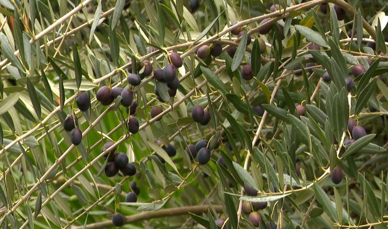 Première huile d'olive belge pressée à Fallais