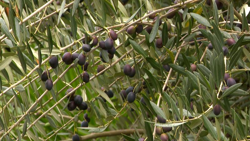 Première huile d'olive belge pressée à Fallais