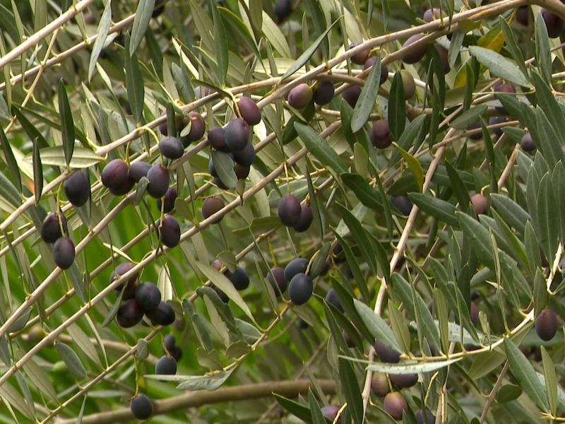 Première huile d'olive belge pressée à Fallais