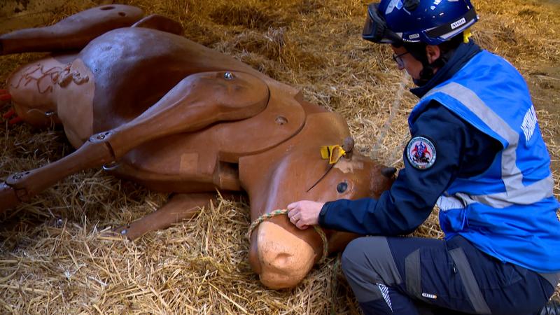 Une formation unique à Liège pour les vétérinaires-urgentistes