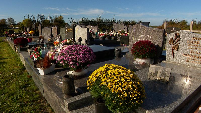 Toussaint: le chrysanthème roi des cimetières