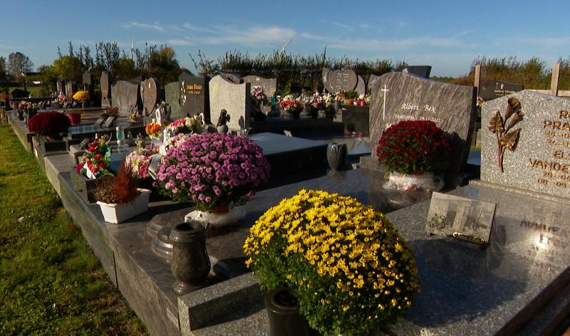 Toussaint: le chrysanthème roi des cimetières