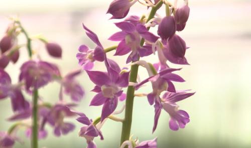 Hortidécouvertes ce dimanche