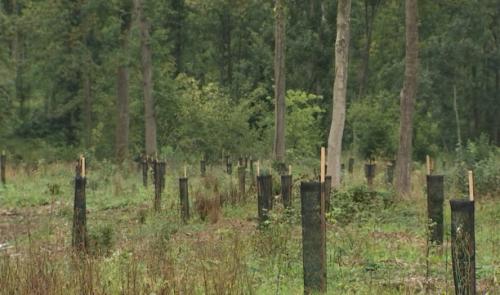 La forêt aussi souffre de la sécheresse