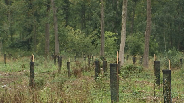 La forêt aussi souffre de la sécheresse