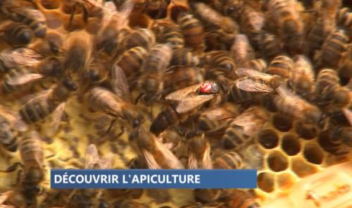 Le Clos des Abeilles ouvre ses ruches ce week-end