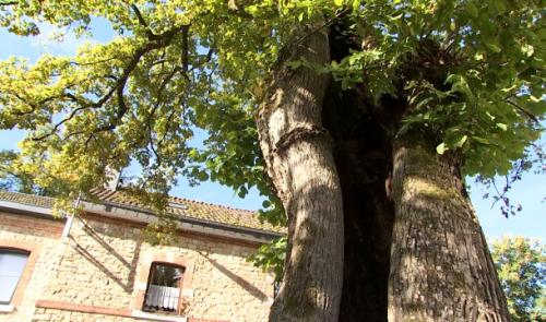 Le plus bel arbre belge est-il à My?