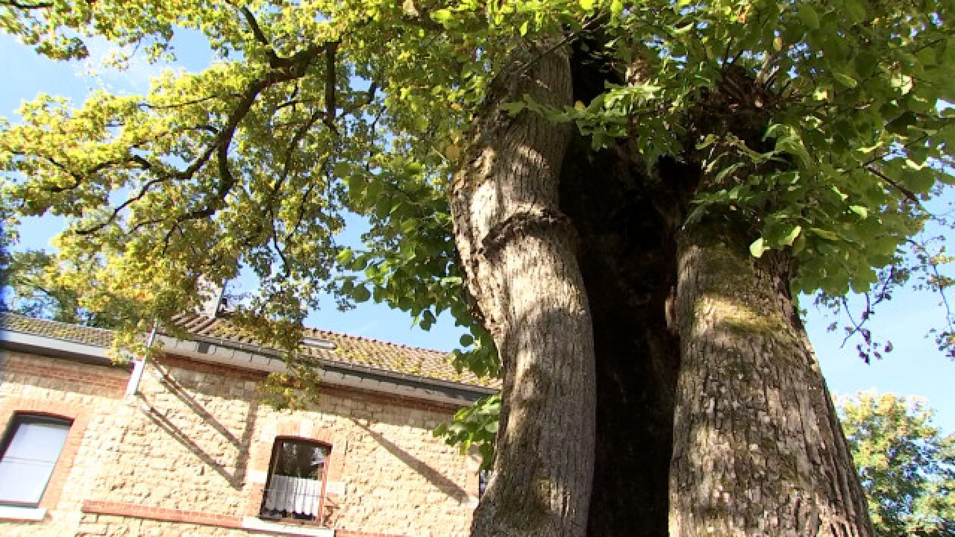 Le plus bel arbre belge est-il à My?