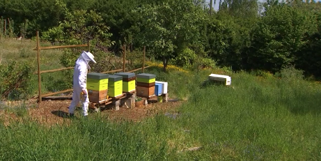 Les reines de Liège ramènent les insectes en ville