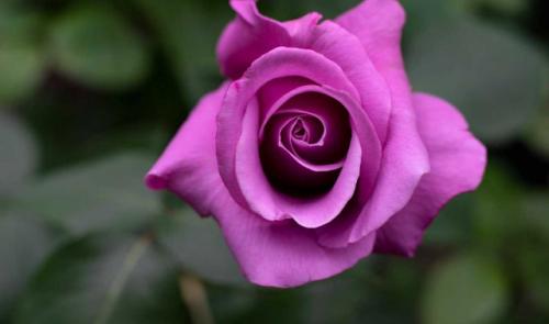 Les roses : entre amour et symboles