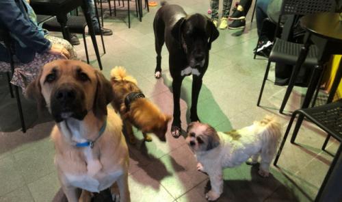 Liège : un café qui a du chien !