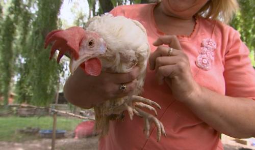 Lincent: sauvetage inédit de 470 poules pondeuses
