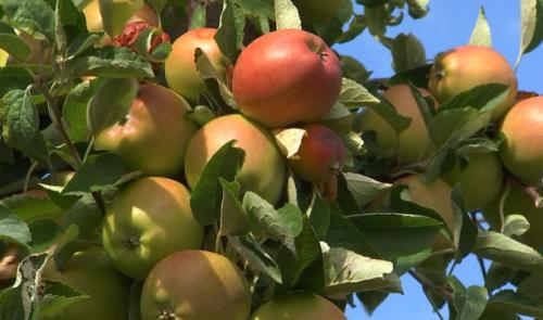 Maturité précoce pour les pommes à cause des fortes chaleurs