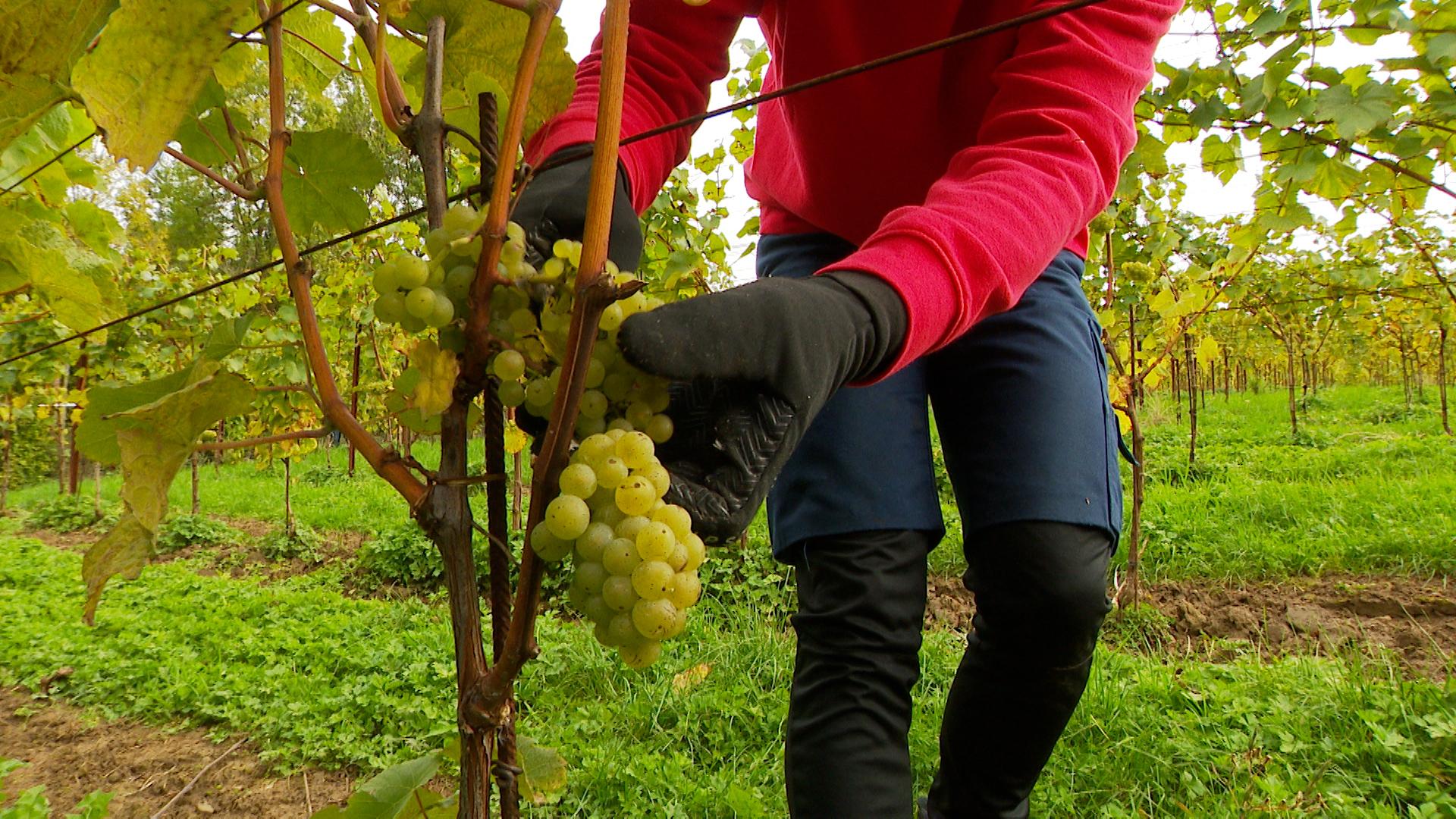 Premières vendanges de VivArdent