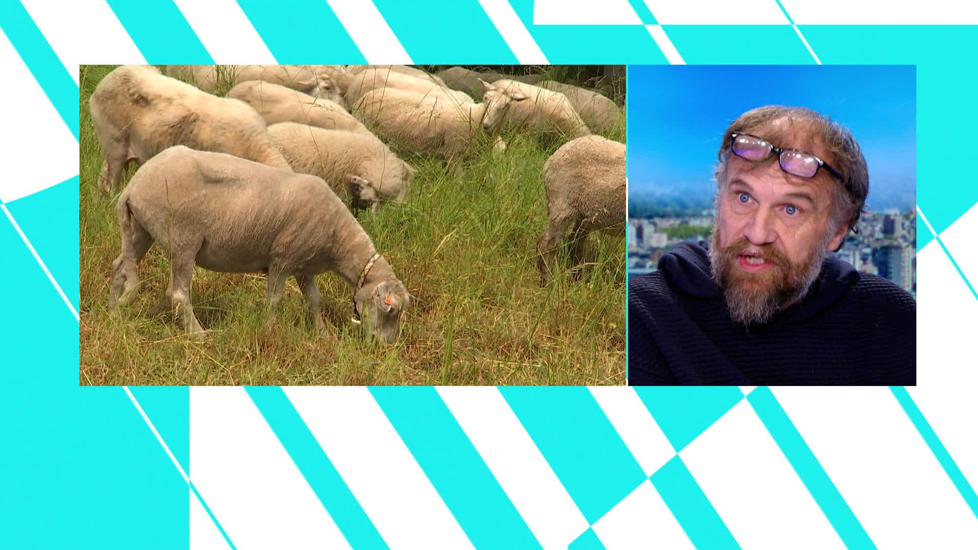 Invité : Rosa Canina et l'économie sociale par l'éco-pâturage