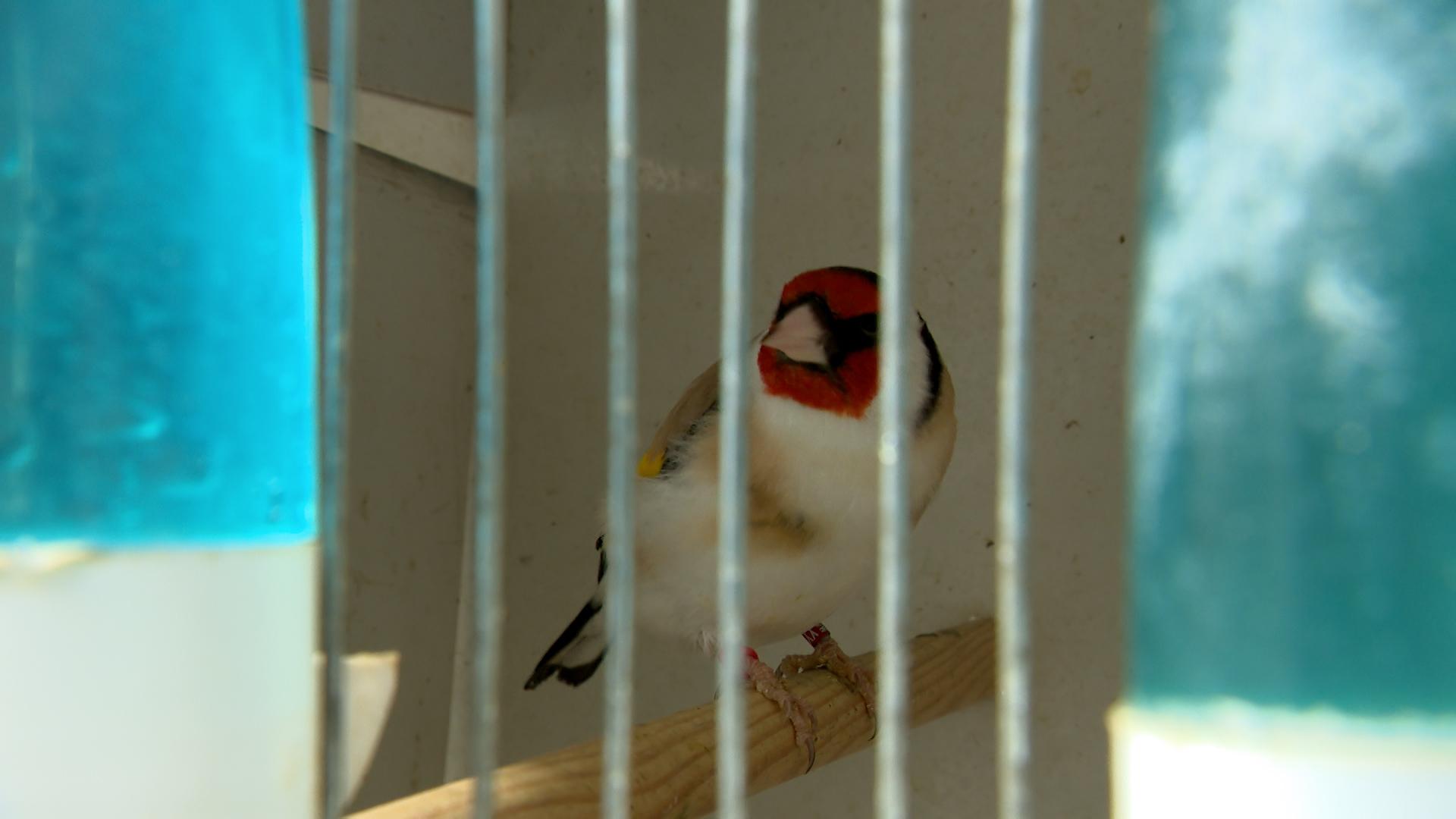 Le Conseil d'État "rassure" le secteur du commerce d'animaux de compagnie