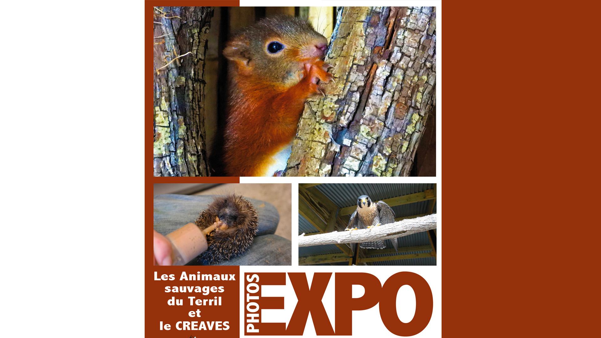 Une exposition sur les animaux sauvages à la Maison des Terrils