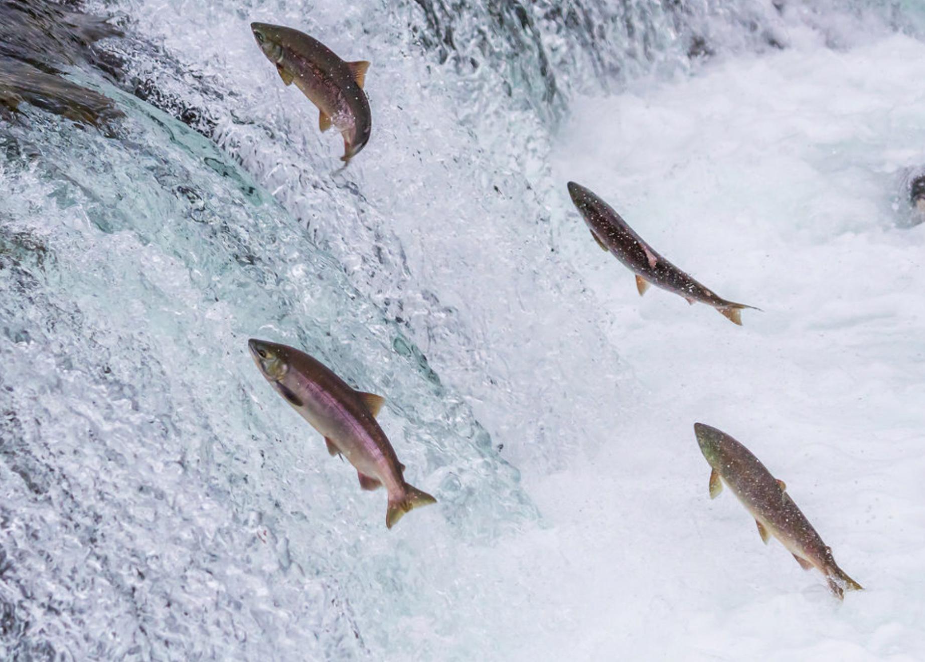 Nouveau centre d'aquaculture à la faculté vétérinaire