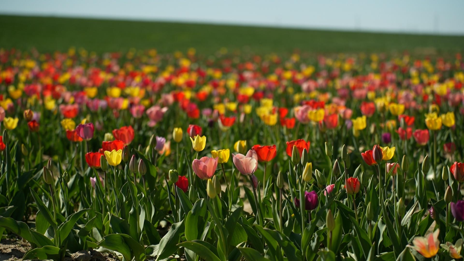En ce début de printemps, pourquoi ne pas aller couper ses fleurs soi-même ?